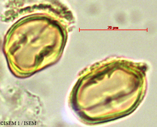 ISEM 1/Abatia_canescens_28095/Abatia_canescens_28095_0002(copy).jpg